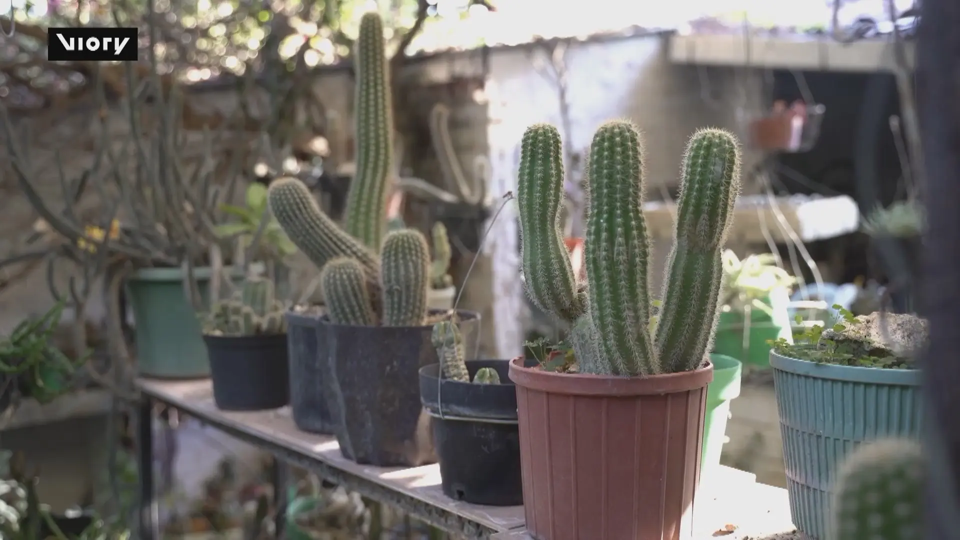 Bộ sưu tập 10.000 xương rồng của người phụ nữ El Salvador